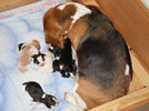 Wurfkiste mit Beagle und Welpen